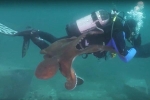 Kinh dị cảnh bạch tuộc khổng lồ săn giết thợ lặn