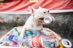 Đây là gia tài 'siêu to khổng lồ' của Ủn - Chú chó thích đi nhặt ve chai ở Hà Nội