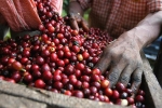 Thị trường giá nông sản hôm nay 21/6: Giá cà phê tăng mạnh, giá tiêu không đổi