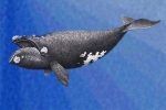 Lần đầu thu được bài hát 'như tiếng súng' của cá voi siêu hiếm