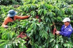 Giá cả thị trường nông sản hôm nay 23/6: Giá cà phê tăng lên mức 33.200 đồng/kg, giá tiêu không đổi