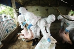 Hà Nội mỗi ngày tiêu hủy 10.000 con lợn mắc dịch tả châu Phi