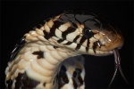 Ám ảnh 'vương quốc' của những con rắn kịch độc ở Congo: Mamba đen, hổ mang đều đủ cả