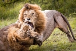 Sư tử đực lao vào nhau cấu xé điên cuồng tranh giành quyền thống trị
