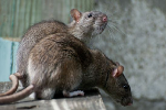 Người phụ nữ Mỹ tử vong nghi do nhiễm virus từ chuột