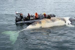 Cá voi cực kỳ nguy cấp chết nhiều bất thường ở vịnh Canada