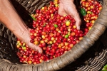 Giá cà phê hôm nay 28/6: Tiếp tục đà giảm, giá tiêu Bình Phước giảm 500 đồng/kg