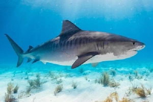 Nữ du khách thiệt mạng vì bị 3 cá mập hổ cắn