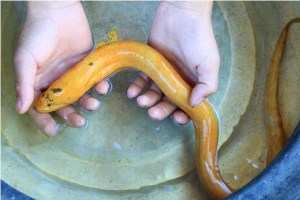 Nông dân Hà Tĩnh bắt được lươn vàng, thương lái trả 10 triệu chưa bán