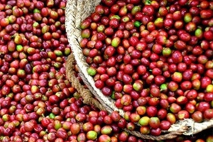Thị trường giá nông sản hôm nay 29/6: Giá cà phê tăng 400 đồng, giá tiêu không đổi