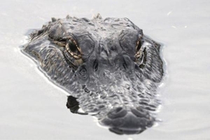 Tìm thấy thi thể người trong bụng cá sấu ở Florida
