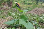 Nông dân Gia Lai đổ xô thuê đất trồng bí