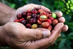 Thị trường giá nông sản hôm nay 3/7: Giá cà phê vững vàng giá 34.300 đồng, giá tiêu giảm