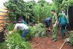 Lâm Đồng: Một gia đình trồng 125 cây... cần sa trong vườn cà phê