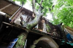 Hà Nội: Cận cảnh khu tập thể cũ 'cây mọc xuyên nhà'