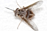 Phát hiện loài ruồi thường xuất hiện vào mùa đông, đầu có sừng, thân như phủ băng tuyết, các nhà khoa học đặt luôn tên là 'Nightking'