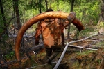 Cơn sốt tìm ngà voi ma mút ở Nga khi băng vĩnh cửu tan chảy