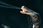 Video: Kinh hãi cảnh rắn hổ mang phun độc vào mặt người