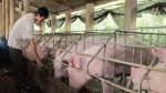 Lợn ch ết 3,3 triệu con giá vẫn giảm mạnh, dân 2 lần lỗ đau