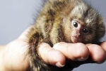 Mục sở thị loài khỉ nhỏ nhất thế giới