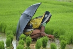 Chấn động hàng loạt nữ nông dân Ấn Độ triệt sản ở độ tuổi 20
