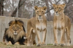 Sự thật đằng sau xã hội loài sư tử trong 'The Lion King'
