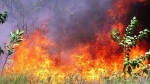 Thừa Thiên Huế: Cháy rừng dữ dội, hơn 500 người dồn sức dập lửa