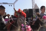Ấn tượng cuộc thi 'hoa hậu lừa' ở Morocco