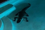 Hốt hoảng vì cá sấu bất ngờ đột nhập bể bơi gia đình