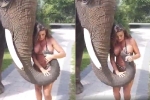 Mẫu nữ bị voi dùng vòi 'bóp' ngực