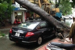 Hà Nội mưa lớn, hình ảnh cây đổ được cập nhật liên tục trên MXH: Nhiều ôtô bị đè trúng