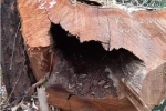 99 cây bị đốn hạ ở Vườn quốc gia Pù Mát