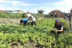 Bộ đội Việt Nam 'phủ xanh' đất cằn ở Nam Sudan
