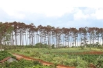 Sáu người đầu độc hơn 300 cây thông ở Lâm Đồng