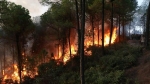 TT-Huế: Cháy rừng thông sát trường bắn, uy hiếp khu huấn luyện quân sự