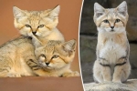 Mèo cát Ả Rập - loài mèo 'tàng hình' lần đầu tiên xuất hiện trước ống kính máy ảnh sau 10 năm vắng bóng