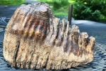 Cậu bé tìm thấy răng hàm của voi ma mút tuyệt chủng cách đây 4.000 năm
