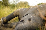 Phục vụ ngôi đền 22 năm, voi bị bỏ rơi và chịu ốm đến chết