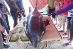 Giải cứu cá voi nặng hơn 150 kg mắc kẹt trên bãi biển