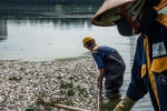Vì sao cá chết liên tục trên các hồ ở Hà Nội?