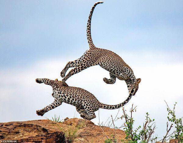 Một con báo nhảy lên không trung và vồ lấy đuôi anh trai mình khi chúng chơi với nhau trên ngọn đồi đá.