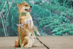 Chó Shiba đóng vai Cậu Vàng gây tranh cãi