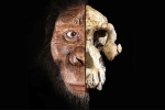 Hộp sọ 3,8 triệu năm hé lộ khuôn mặt tổ tiên lâu đời nhất của loài người