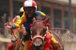 Truyền thống dùng trẻ em đua ngựa ở Indonesia gây phẫn nộ