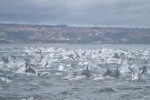 Kinh ngạc cảnh 1000 cá heo khổng lồ điên cuồng chạy trốn cá voi sát thủ