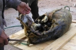 'Tê liệt vị giác' với đặc sản chim nguyên lông nhồi trong hải cẩu thối rữa ở Bắc Âu