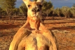 Gạ người đánh nhau và những khoảnh khắc cà khịa của kangaroo