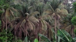 Bình Đại (Bến Tre): Hơn 638ha vườn dừa bị bọ cánh cứng gây hại