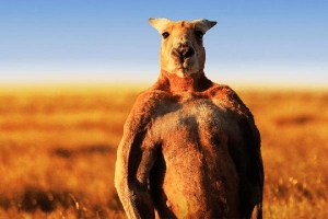 Nghịch lý kangaroo - biểu tượng quốc gia bị đề xuất cho lên bàn nhậu