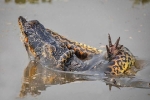 Trăn khổng lồ giết chết sát thủ đầm lầy ở Amazon